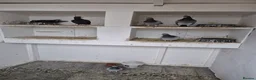 Pigeons birds for sale: Racing pigeons for sale  - Advert 2