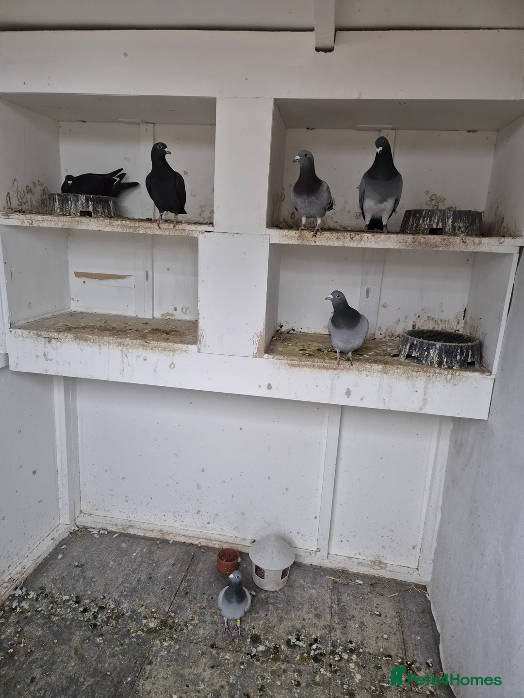 Pigeons birds for sale: Racing pigeons for sale  - Advert 2