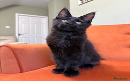 Maine Coon cats for sale: ✨Maine Coon Kittens Available - Champion Pedigree✨ - Image 14