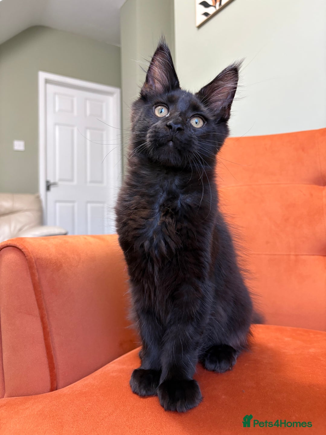 Maine Coon cats for sale: ✨Maine Coon Kittens Available - Champion Pedigree✨ - Image 14
