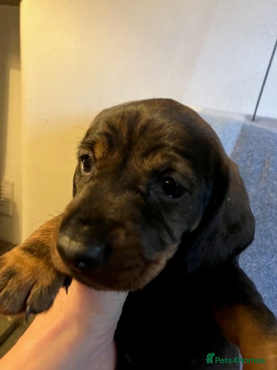 Dachshund dogs for sale: KennelClub Registered WireHaired Dachshund Puppies - Advert 6