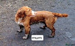 Cocker Spaniel dogs for sale: Stunning Working Cocker Spaniel Pups F1B  - Image 2