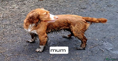 Cocker Spaniel dogs - Advert 8