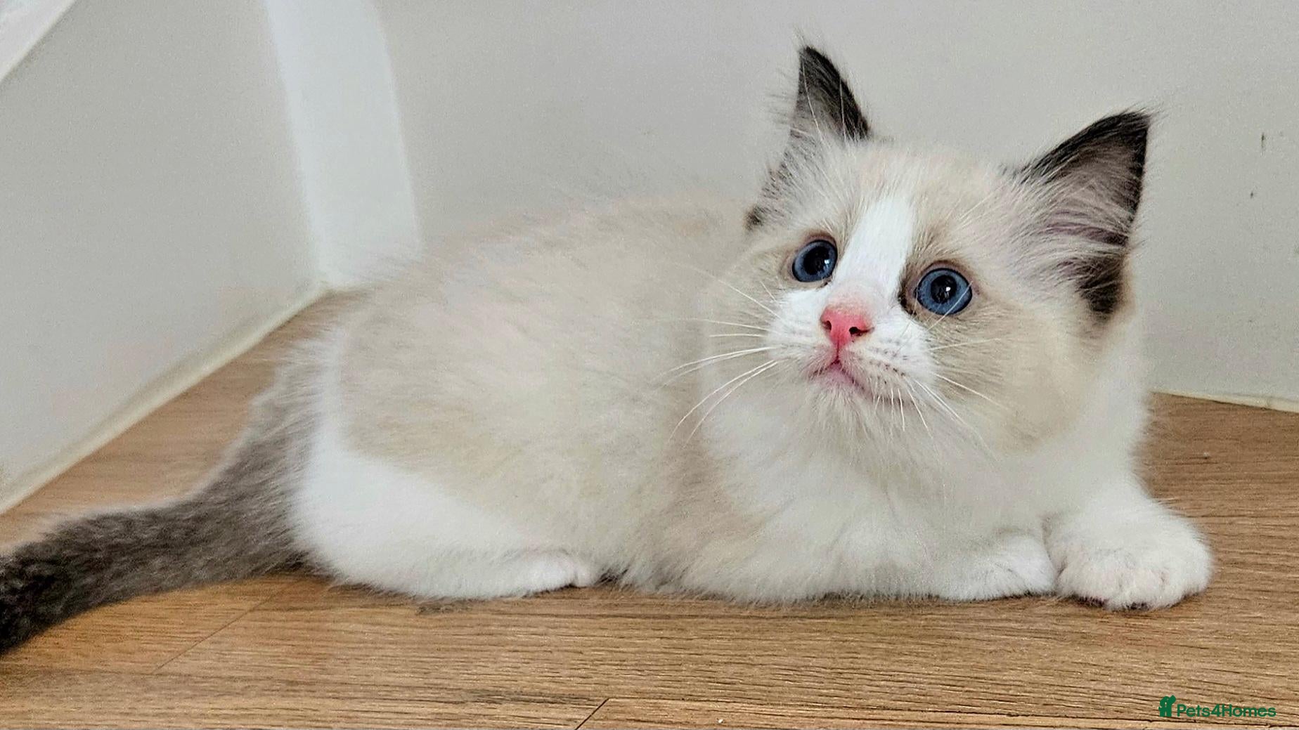Ragdoll cats Stunning Ragdoll kittens 😸  - Advert 1