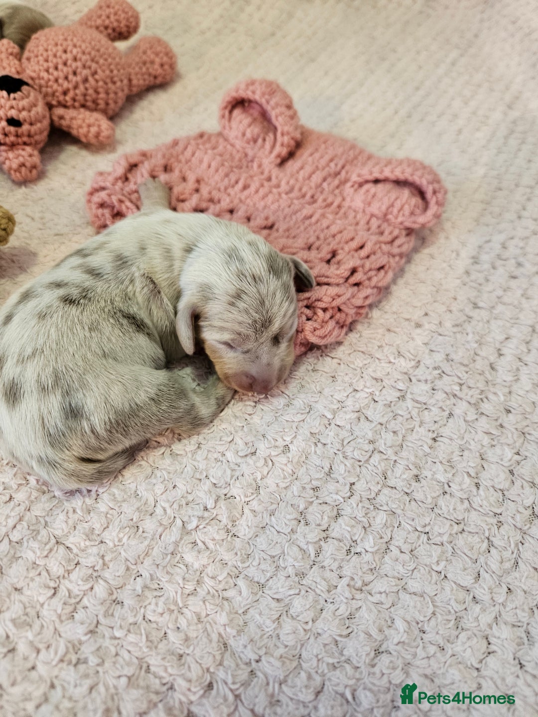 Miniature Dachshund dogs for sale: Stunning KC miniaturedachshunds KC - Advert 21