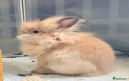 Lionhead rabbits for sale: Double Mane (f)&No Mane(m) Lionhead £50 & £2 - Image 2
