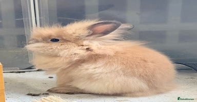Lionhead rabbits - Advert 5