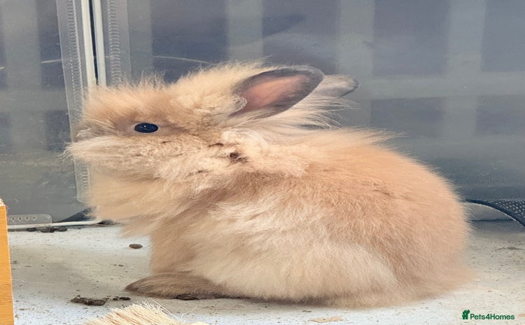 Lionhead rabbits - Advert 3