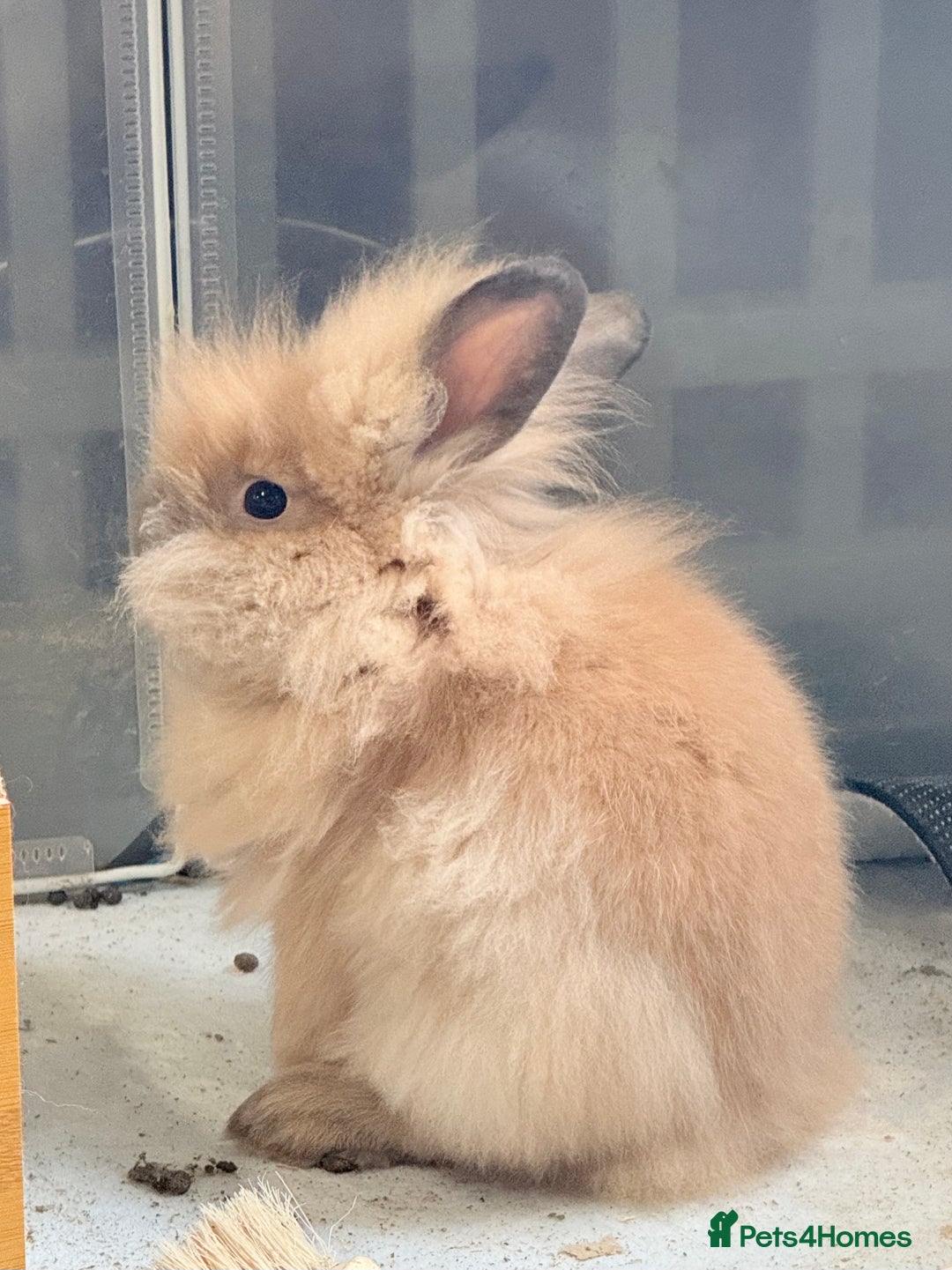 Lionhead rabbits for sale: Double Mane (f)&No Mane(m) Lionhead £50 & £2 - Image 2