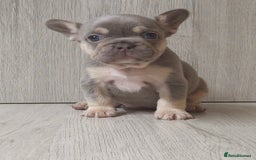 French Bulldog dogs for sale: Frenchie Girl Lilac & Tan KC - Image 12