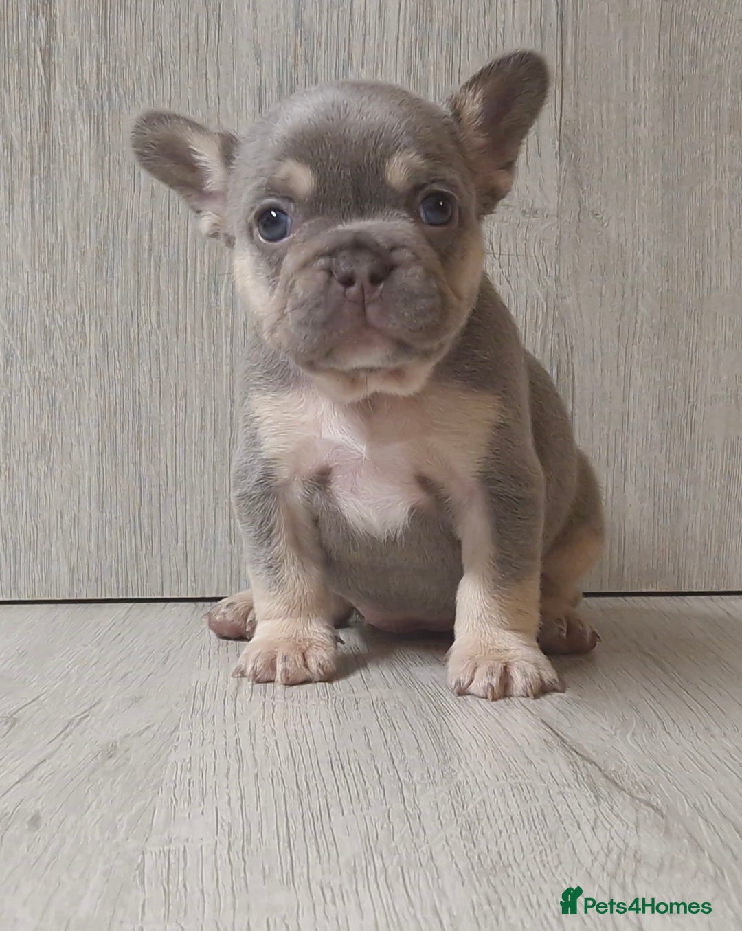 French Bulldog dogs for sale: Frenchie Girl Lilac & Tan KC - Image 12