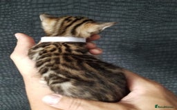 Bengal cats for sale: Top quality pure breed bangal kittens available  - Image 8