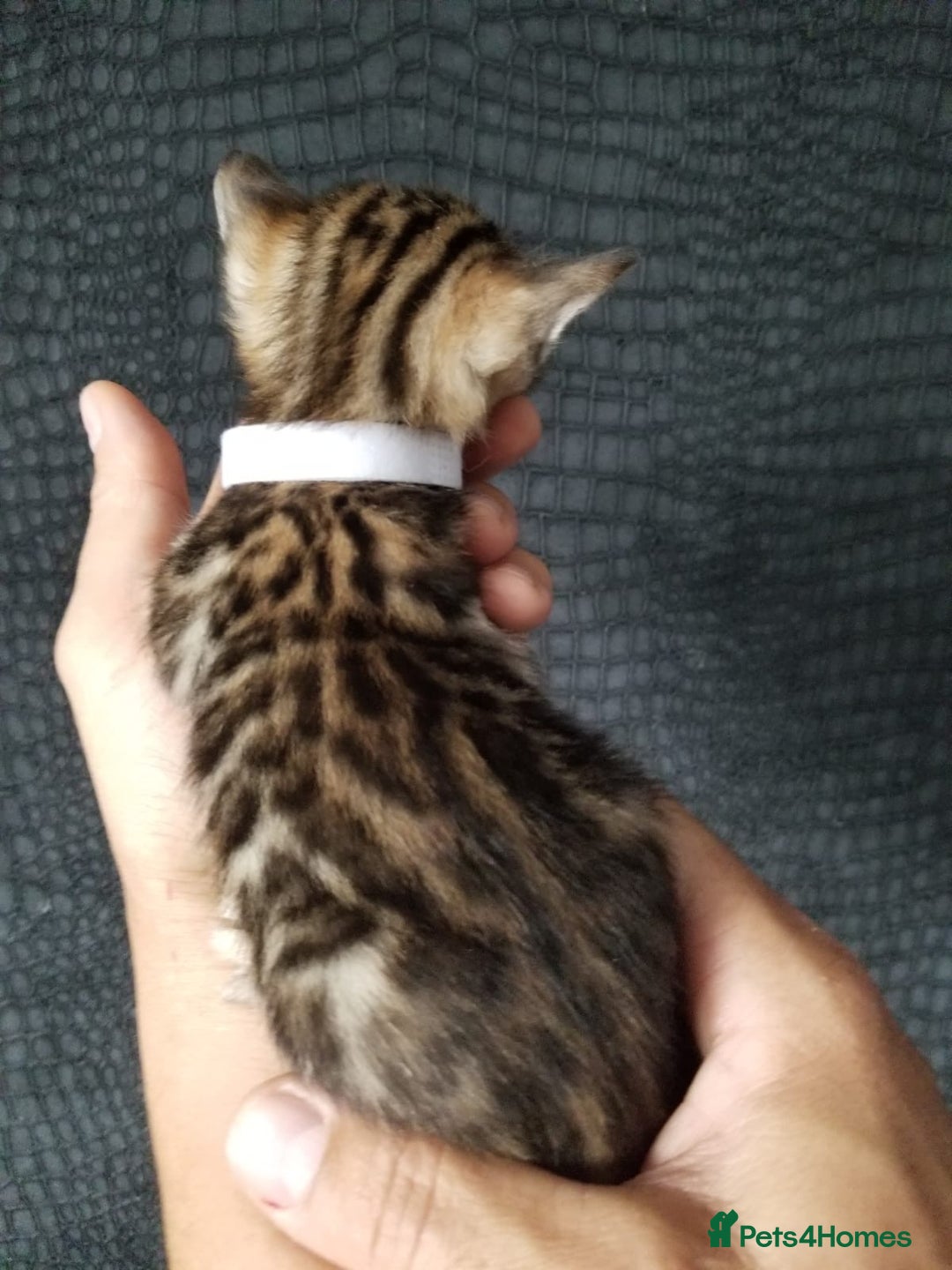 Bengal cats for sale: Top quality pure breed bangal kittens available  - Image 8