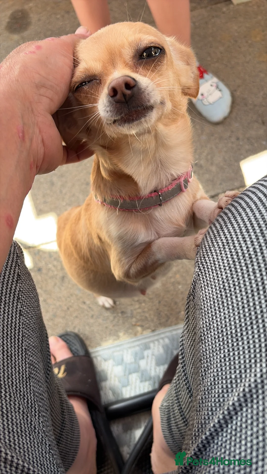 Chihuahua dogs for sale: Litter of 4 chihuahua’s  in Peterborough - Advert 2
