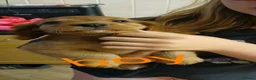 Cocker Spaniel dogs for sale: Ready to leave 7 cocker spaniels - Advert 6
