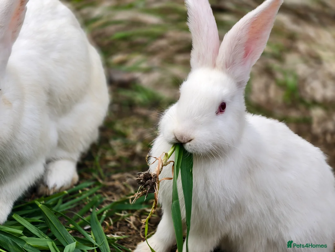 New Zealand rabbits for sale: Mixed year and gender new zealand rabbits free - Advert 2