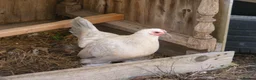 Hens poultry for sale: Bantam Hens -  Faverolles Pekins Sablepoot Sikies - Advert 9