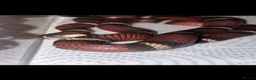 Corn Snake reptiles for sale: Colubrids for sale £100 for them all - Advert 4
