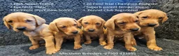 Labrador Retriever dogs for sale: Stunning Red Fox Labs : Health Checked-KC Reg-FTCH - Advert 2