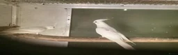 Cockatiels birds for sale: 2026 Young ALBINO / PIED /GREY Cockatiels  - Advert 1