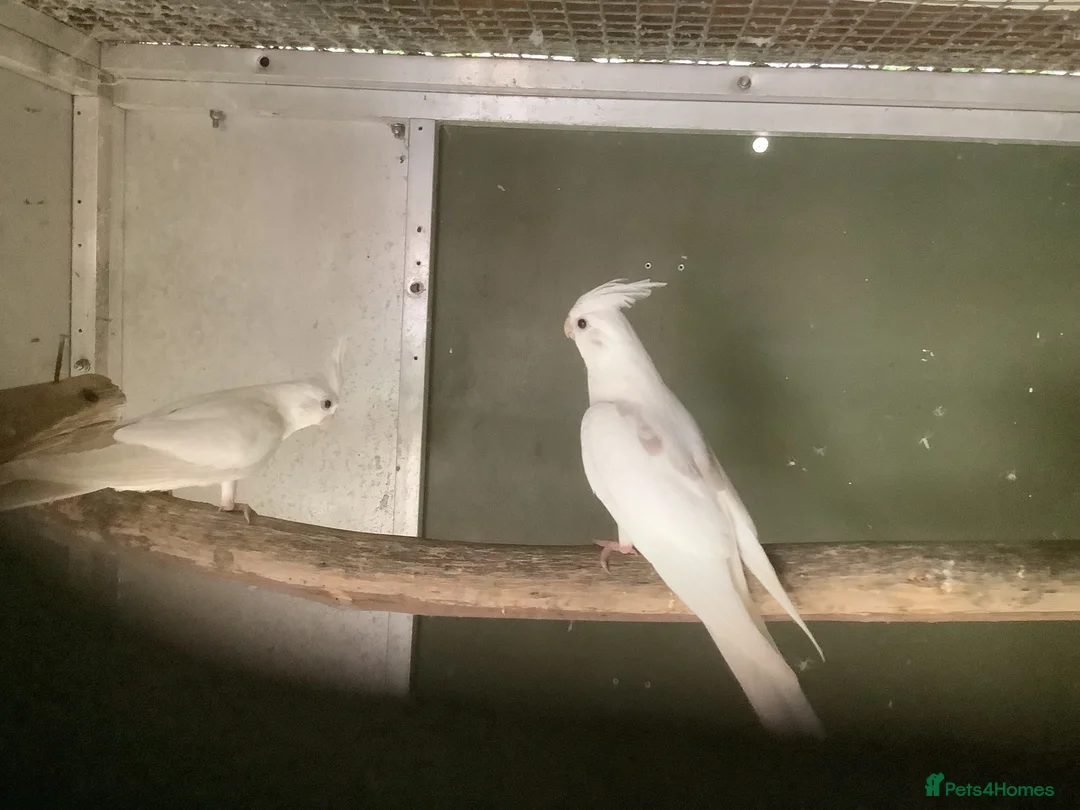 Cockatiels birds for sale: 2026 Young ALBINO / PIED /GREY Cockatiels  - Advert 1