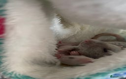 Rat rodents for sale: Milo & Bruce - disabled boy and younger brother  - Image 7