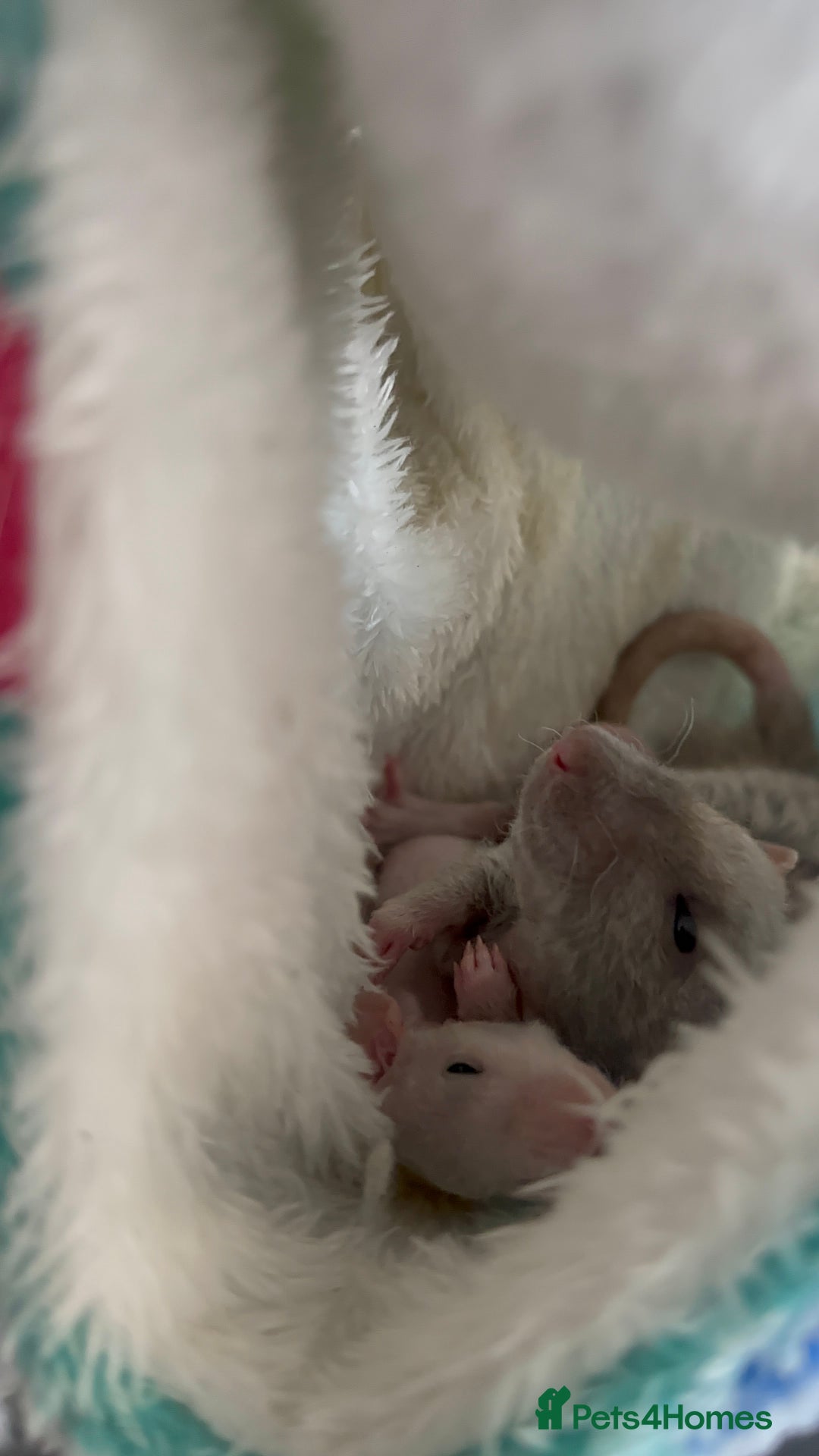 Rat rodents for sale: Milo & Bruce - disabled boy and younger brother  - Image 7