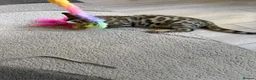 Bengal cats for sale: ⭐️ Ready now- STUNNING TICA REG ⭐️FEMALE BENGAL⭐️ - Advert 6