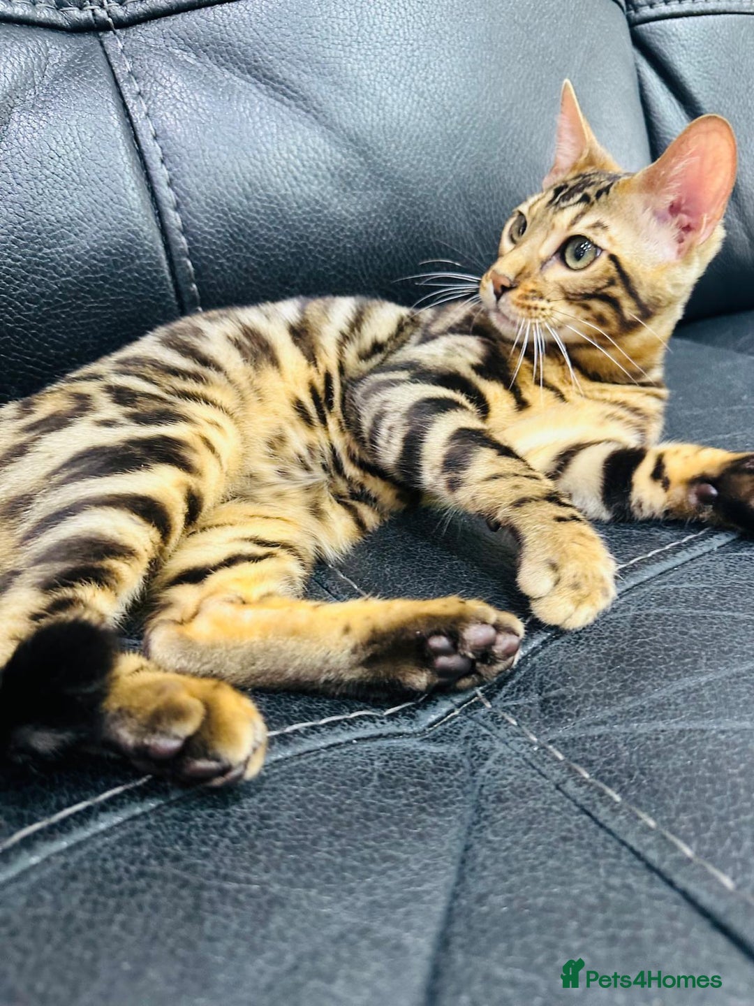 Bengal cats for sale: Exceptional European Tica registered male Bengal   - Image 8
