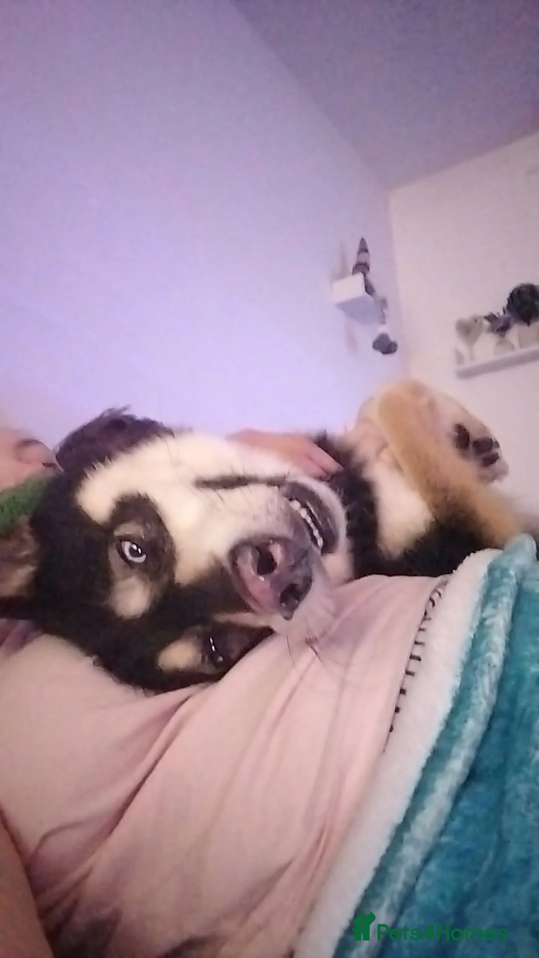 Siberian Husky dogs for sale: Husky - Advert 2