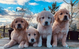 Golden Retriever dogs for stud: Golden Retriever Stud Dog Dual Purpose  - Image 6