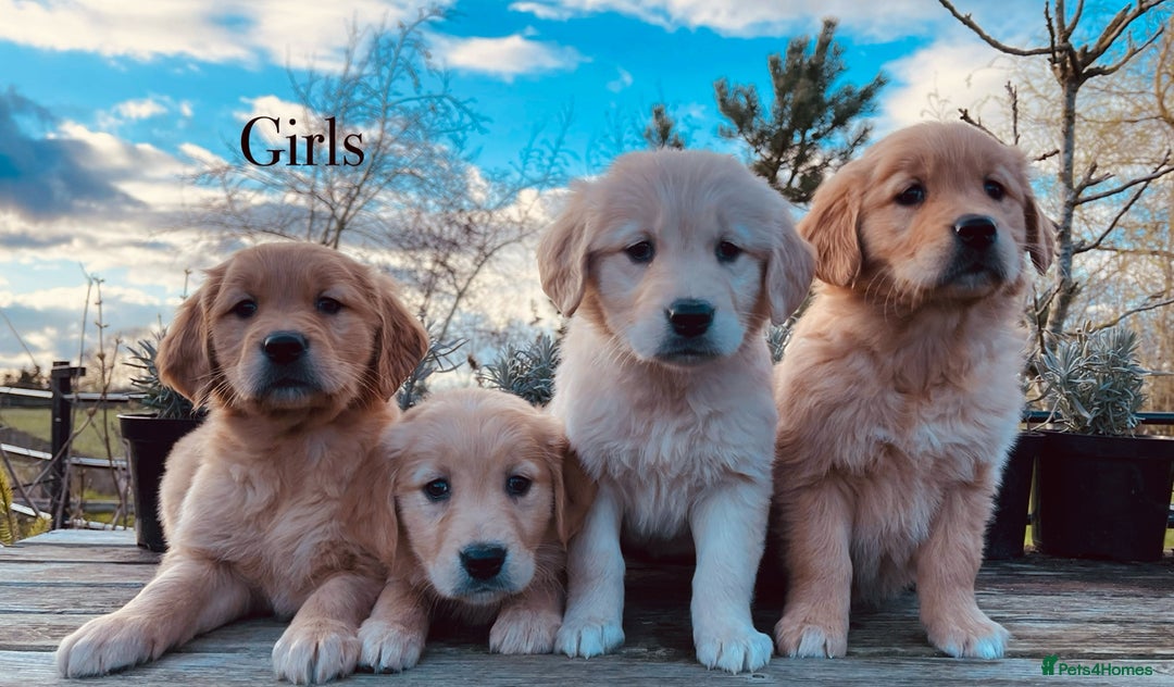 Golden Retriever dogs for stud: Golden Retriever Stud Dog Dual Purpose  - Image 6