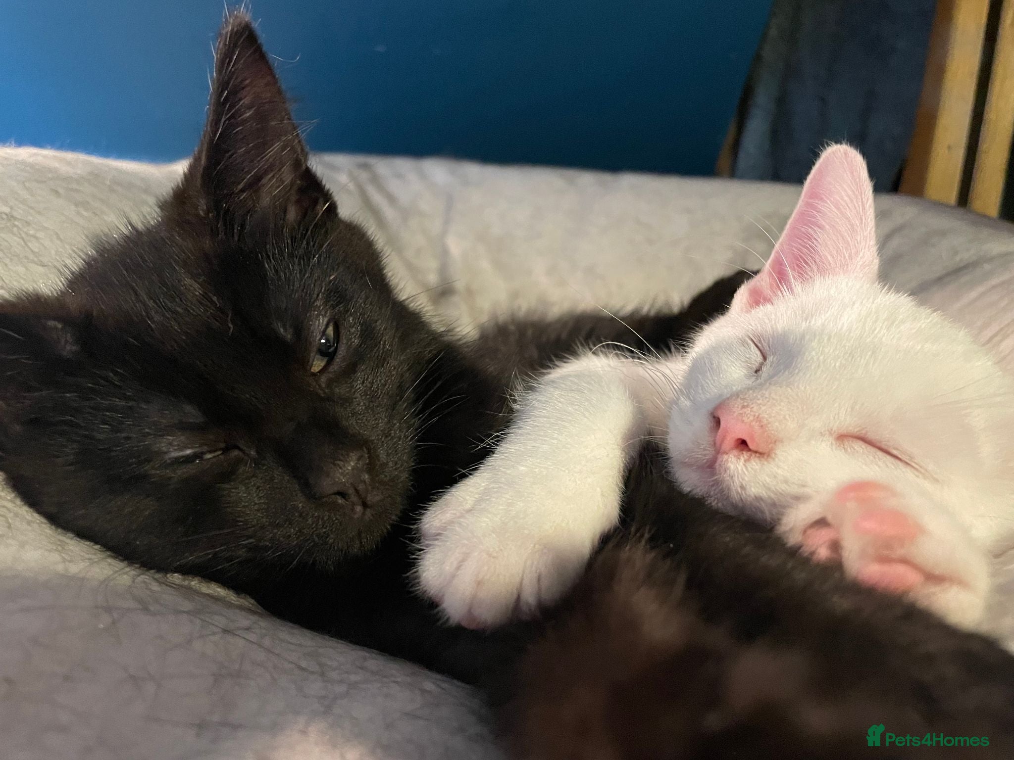 British Shorthair cats Two male kittens to good home - Advert 1