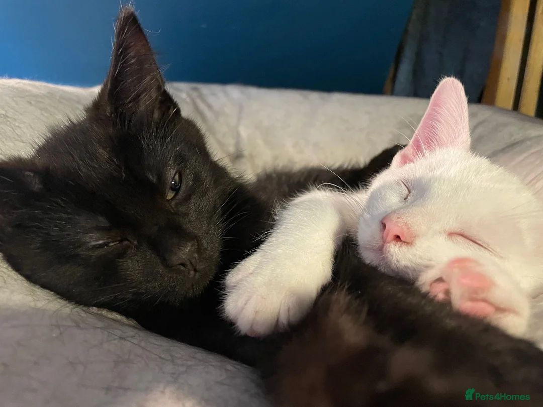 British Shorthair cats for sale: Two male kittens to good home in Leven - Advert 1