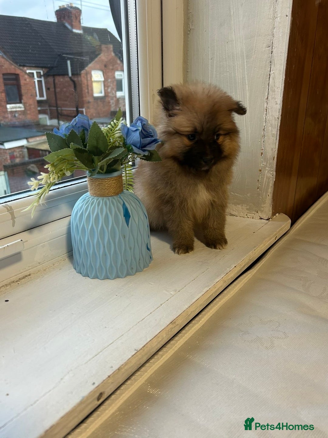 Pomeranian dogs for sale: BEAUTIFUL POMERANIAN GIRL  - Advert 3