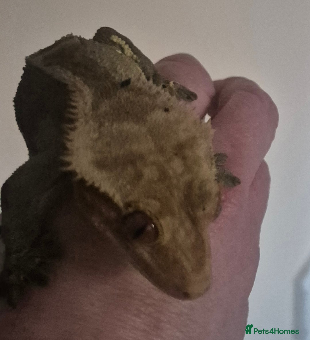 Gecko reptiles for sale: 2 year old crested gecko  - Advert 1