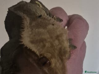 Gecko reptiles 2 year old crested gecko - Advert 1