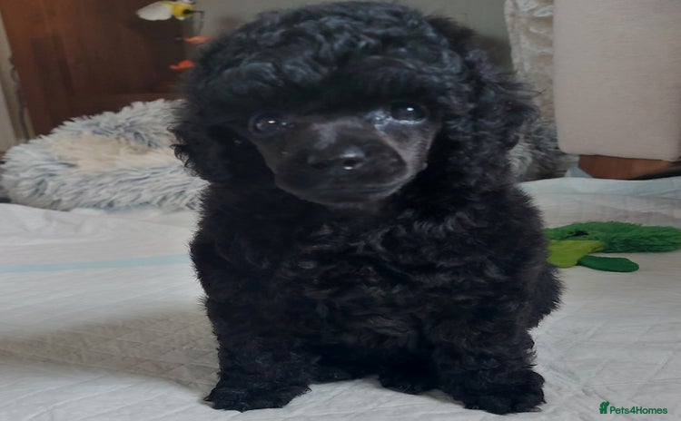 Toy Poodle dogs - Advert 4