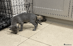 Whippet dogs for sale: Whippet puppies Northamptonshire - Image 6