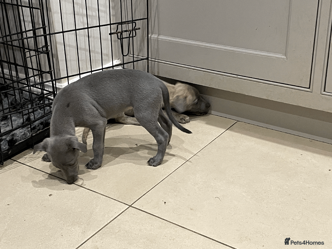 Whippet dogs for sale: Whippet puppies Northamptonshire - Image 6