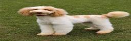 Poodle dogs for stud: Professional Stud Service - Advert 3