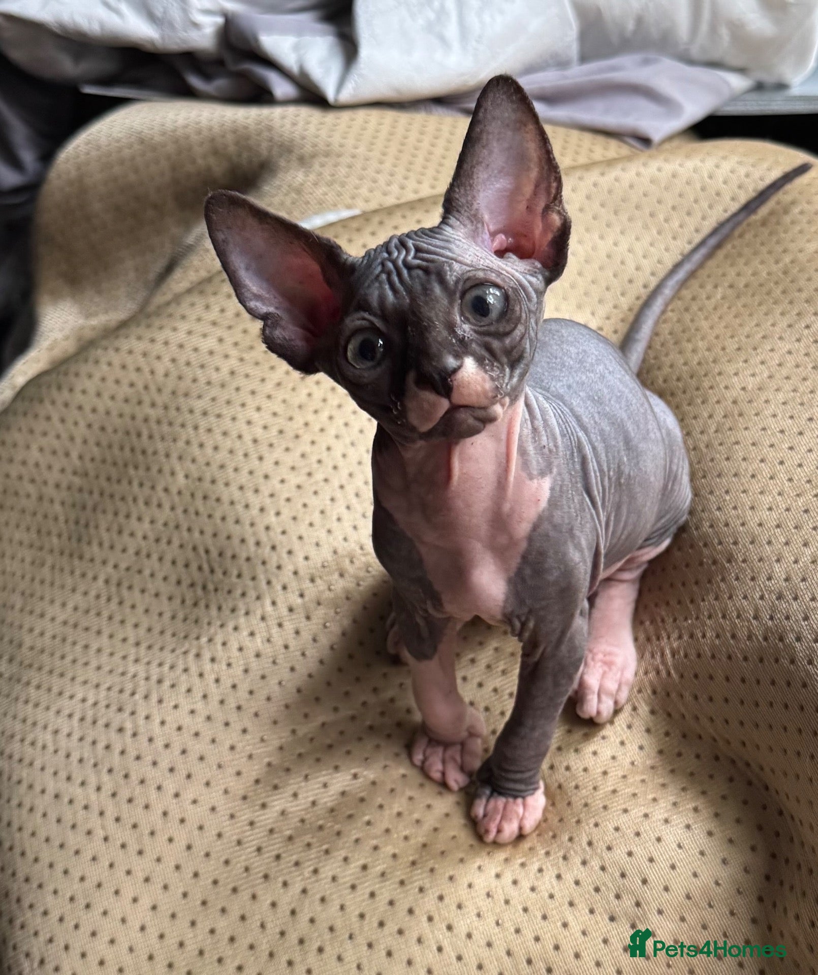 Sphynx cats One Sphynx kitten TICA registered  - Advert 1