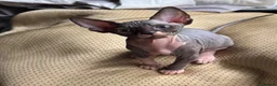 Sphynx cats for sale: One Sphynx kitten TICA registered  - Advert 1