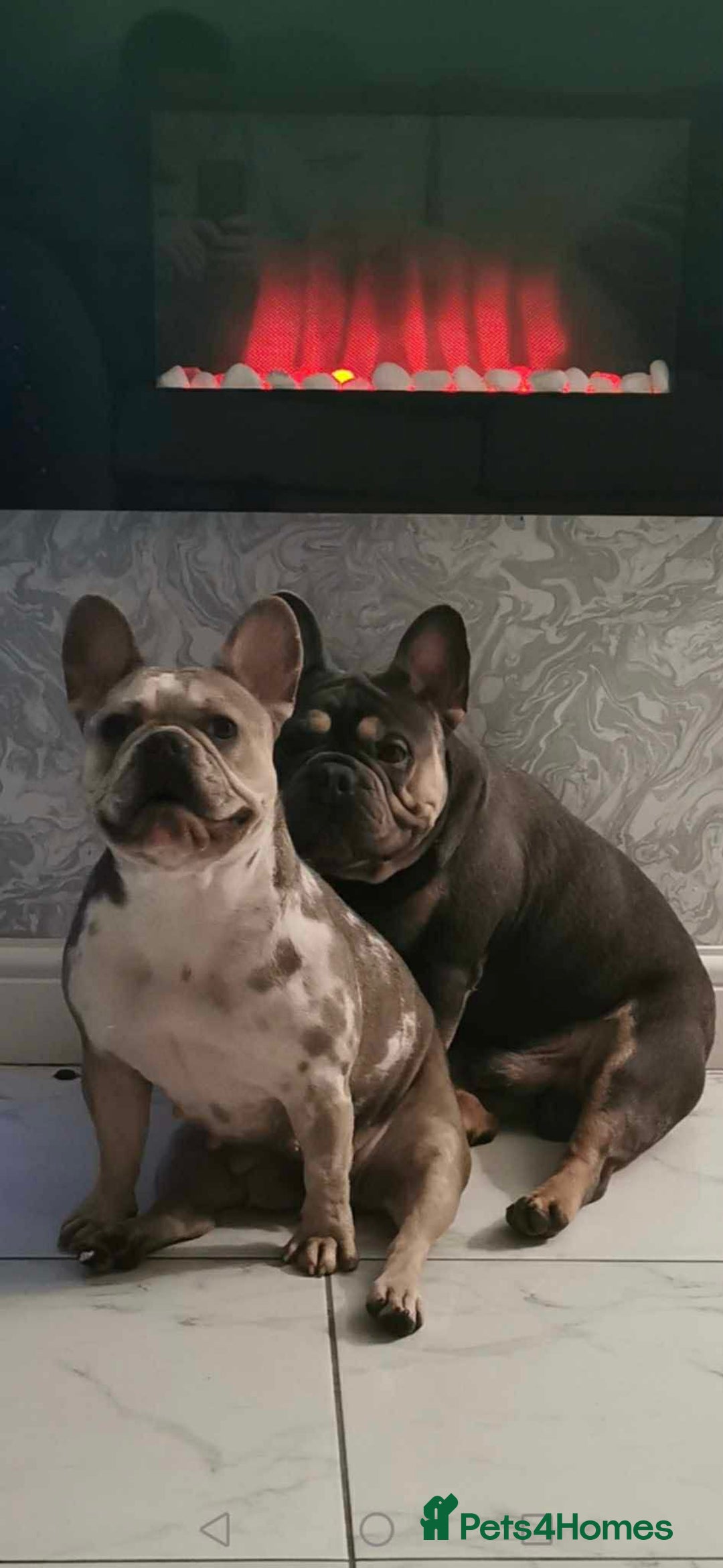 French Bulldog dogs for sale: 🐾 Adorable French Bulldog Puppies for Sale! 🐾  - Advert 6