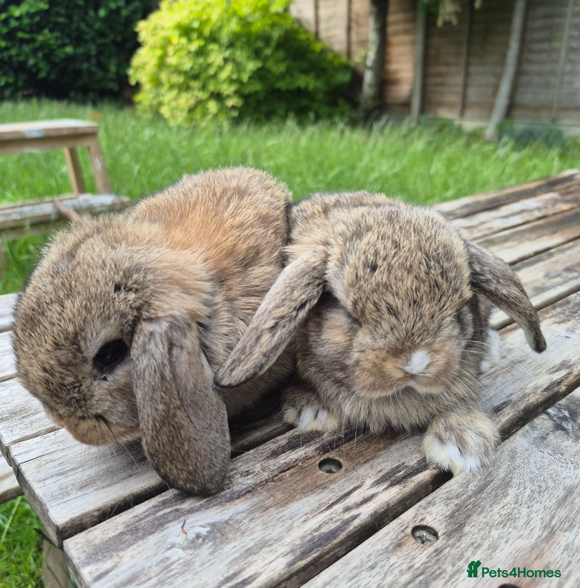 Mini Lop rabbits Mini lop babies - Advert 20