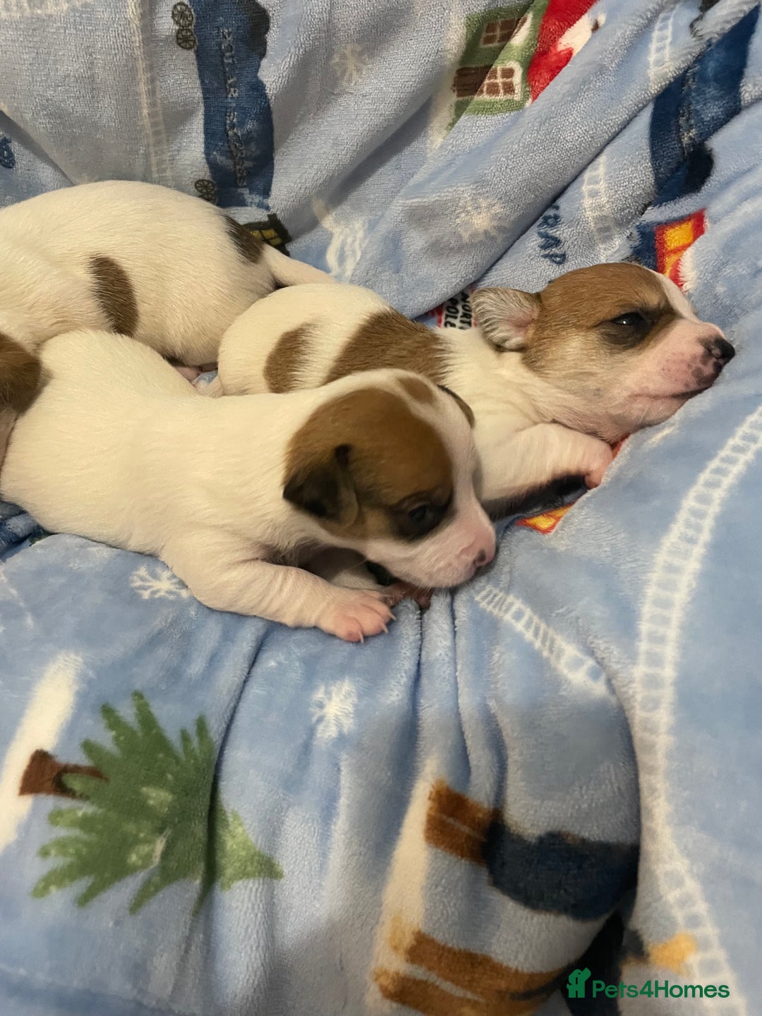 Mixed Breed dogs for sale: Chihuahua x Jack Russell puppies - Image 10