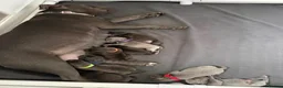 Staffordshire Bull Terrier dogs for sale: Staffie Puppies - blue & brindle in Ellesmere Port - Advert 3