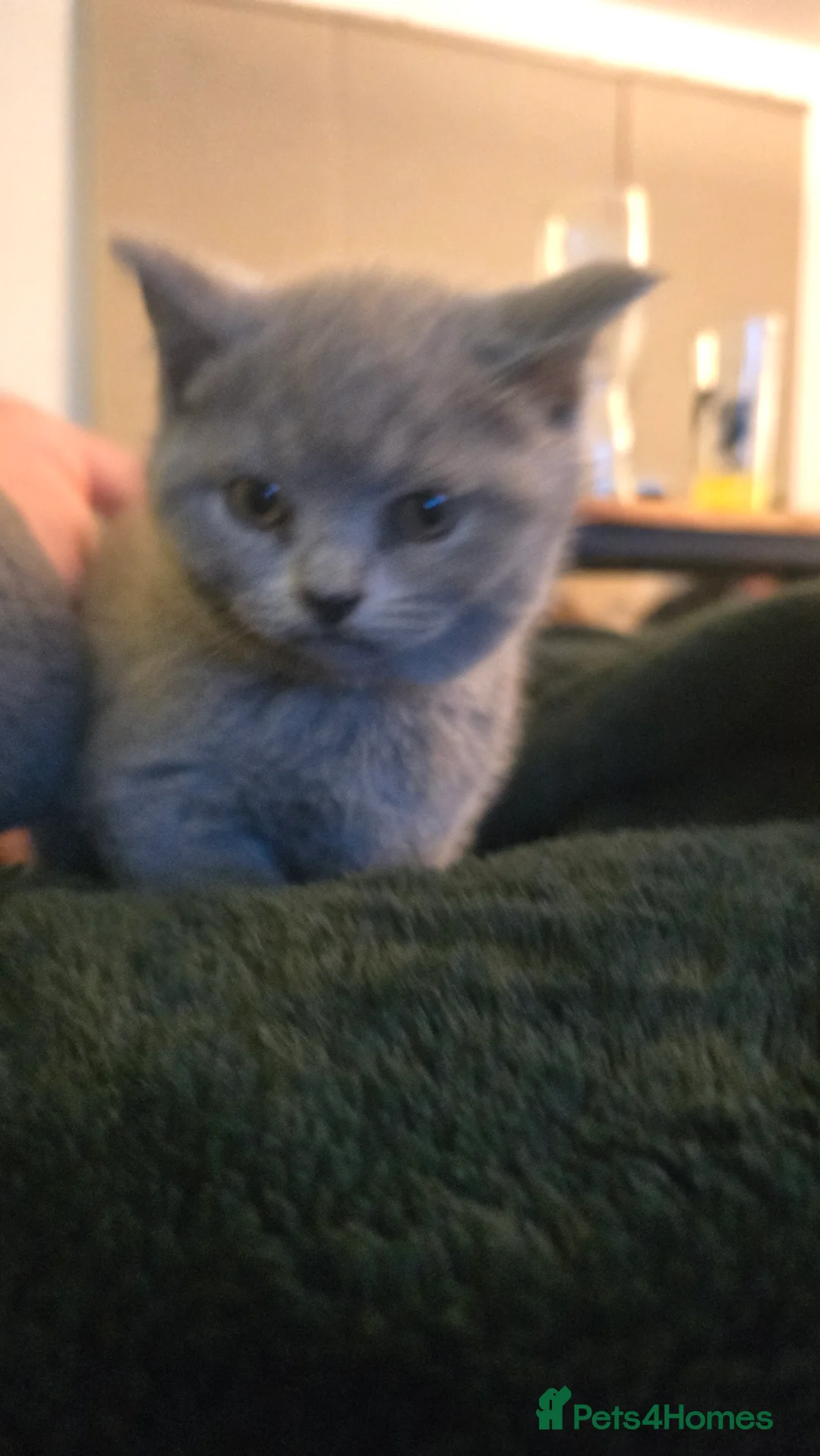 British Shorthair cats for sale: 6 british short hair ready to go  - Advert 14