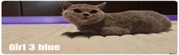 Scottish Fold cats for sale: 🐾 Beautiful Scottish Fold & British Shorthair - Advert 8