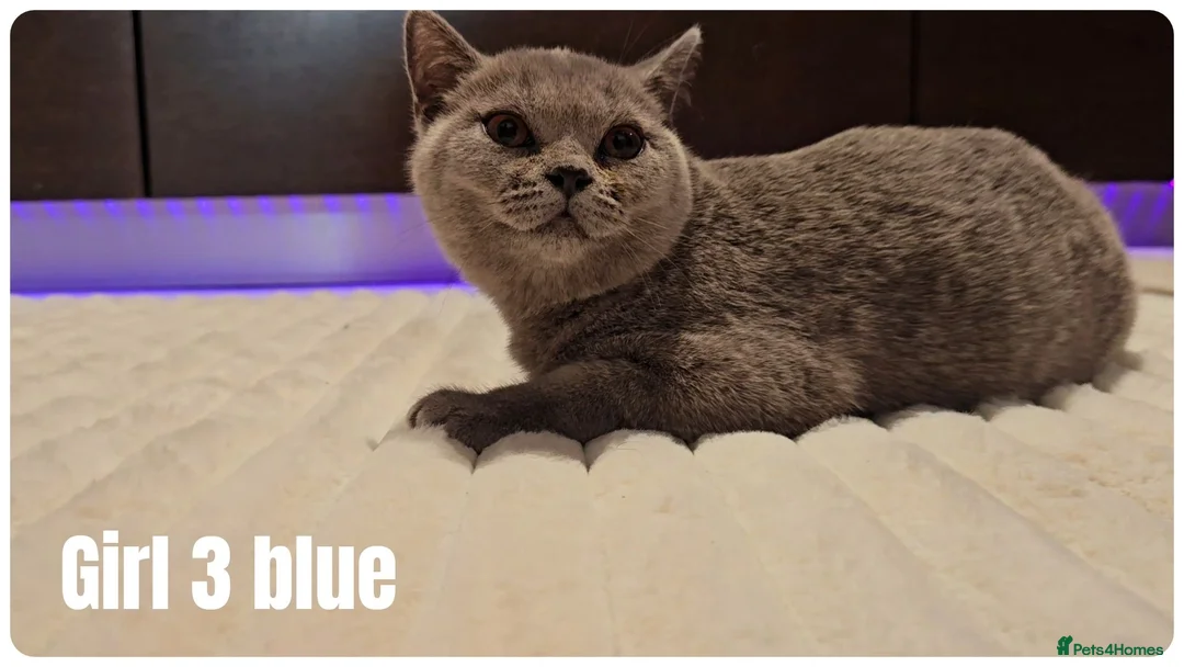 Scottish Fold cats for sale: 🐾 Beautiful Scottish Fold & British Shorthair - Advert 2